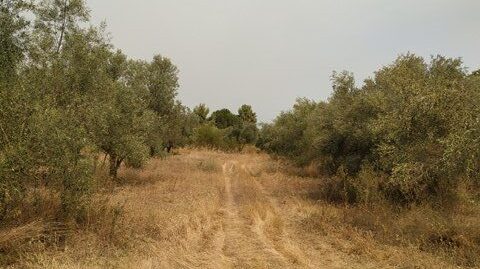 Πώληση Αγροτεμαχίου – (ID: Π3484)