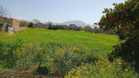 Πώληση Αγροτεμαχίου – (ID: Π3559)